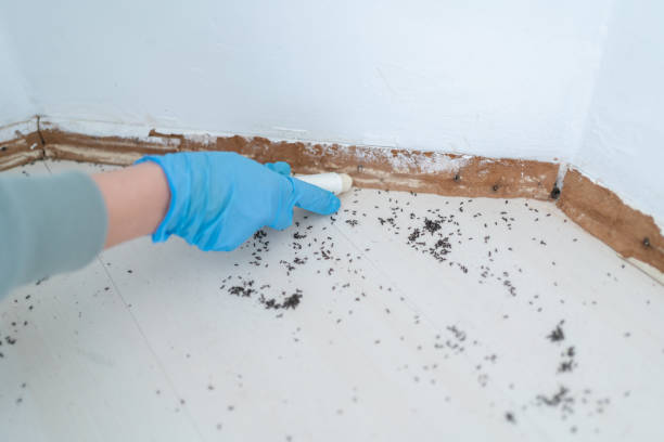 Best Flea Control Services  in Blythe, CA