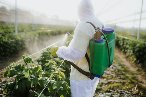 Best Termite Control Services  in Blythe, CA